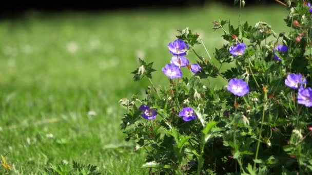 Lila pelargoner växer på en sommargräsmatta — Stockvideo