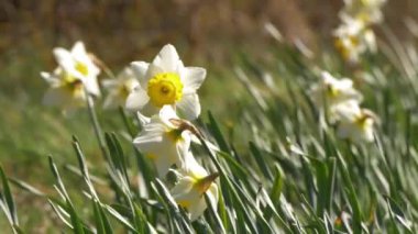 Rüzgarlı bir günde ilkbaharın başında nergisler