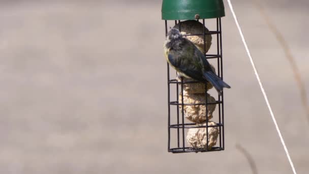 Great tit small British feeding on bird feeder — стокове відео
