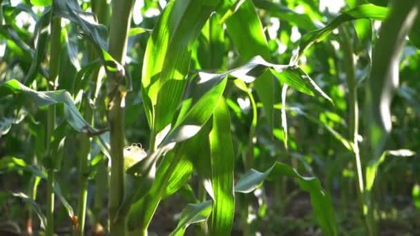Ripe wweetcorn teelt in het boerenveld — Stockvideo