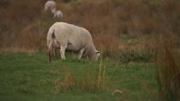 Schafe grasen im Moor von Yorkshire — Stockvideo