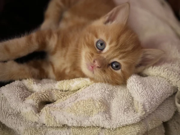 Lindo adorable bebé gatito en manta retrato disparo — Foto de Stock