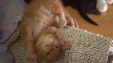 Sevimli, sevimli, kızıl kedi yavrusu 