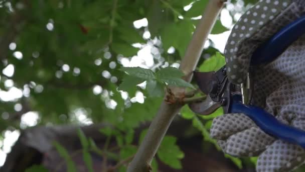 Hands pruning and cutting tree branches — Stock Video