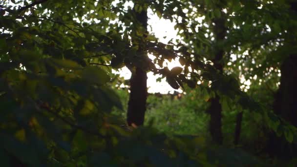 Forêt d'été avec fond de lumière du soleil — Video