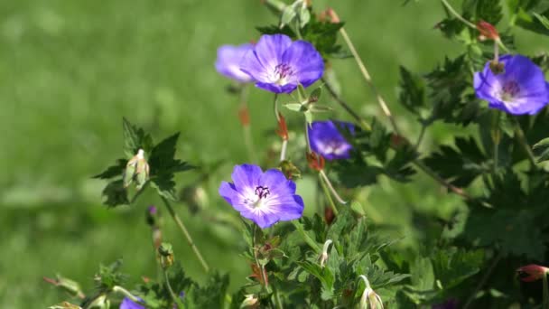 Gerani viola crescono in un giardino estivo — Video Stock