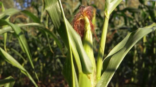 Ripe sweetcorn in farmland ready for harvest — Stock Video