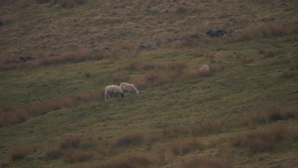 Kudde schapen grazen in ruige Yorkshire heide — Stockvideo