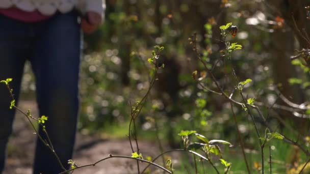 Bosque frondoso sendero con excursionista en el fondo — Vídeos de Stock