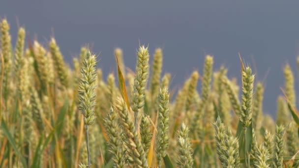 여름에 무르익어 가는 밀 수확 농장 — 비디오