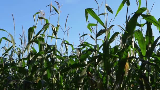 Cultivo de maíz dulce en campo campesino — Vídeo de stock