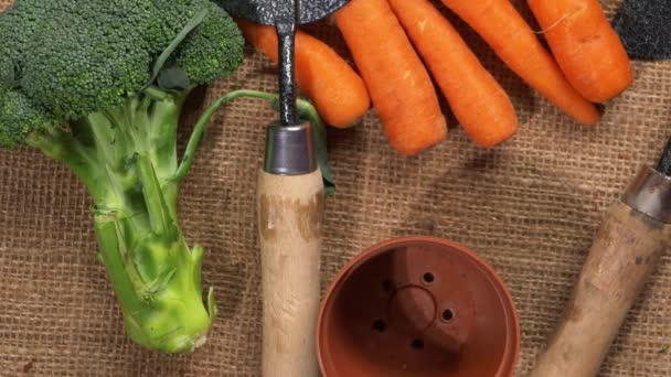 Morötter och broccoli trädgårdsgrönsaker — Stockvideo