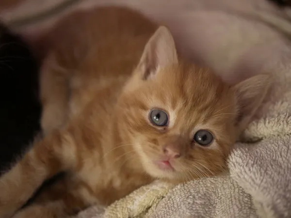 Mignon adorable bébé chaton regarde dans caméra plan moyen — Photo