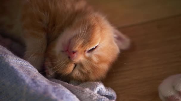 Tiny sleepy ginger kitten warm on a blanket — Stock Video