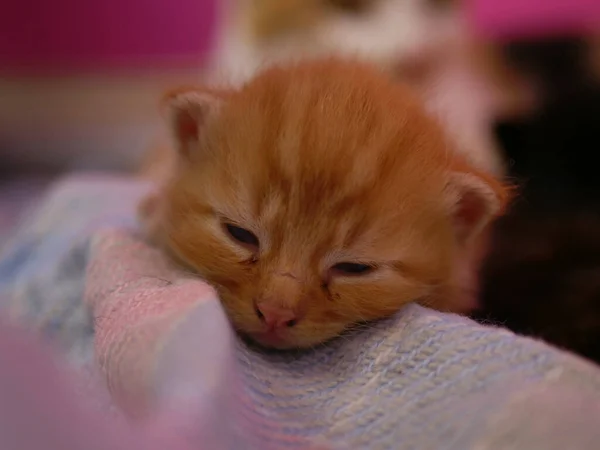 Adorable mignon chaton gingembre dormant sur la couverture — Photo