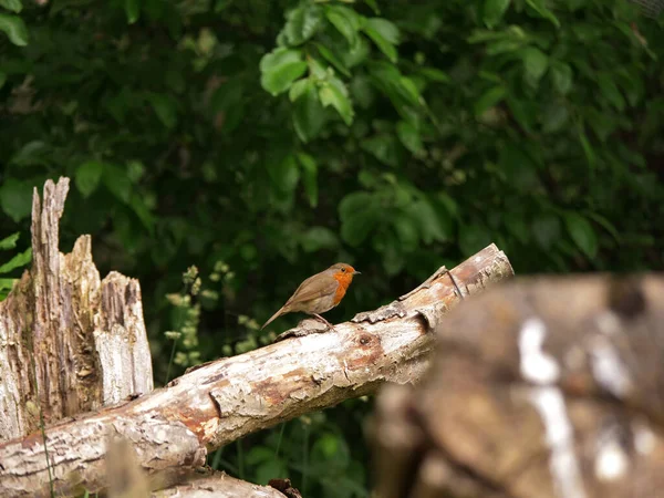 Robin red breast British bird on bird feeder medium shot — Stock Photo, Image