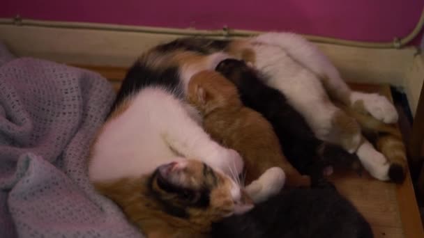 Mamma gatto con quattro gattini appena nati che si nutrono — Video Stock