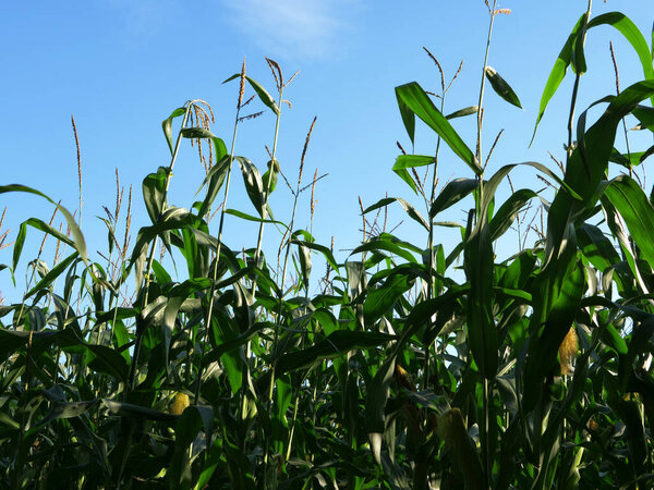 Sweetcorn crop ready for harvest grows on farmland plantation