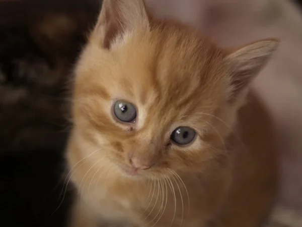 Симпатичный миленький рыжий портрет котенка — стоковое фото
