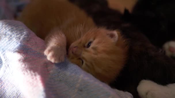 Маленький сонный рыжий котенок отдыхает со своей матерью — стоковое видео