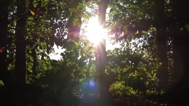 Bosque de verano con luz solar — Vídeos de Stock