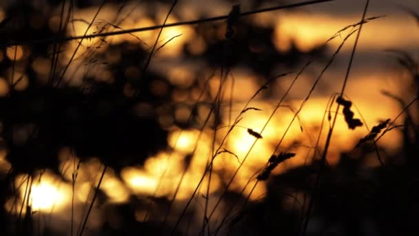 Grasweide tegen gouden zonsondergang achtergrond — Stockvideo