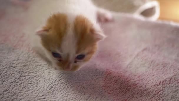 Pequeno gengibre e gatinho branco dando os primeiros passos — Vídeo de Stock