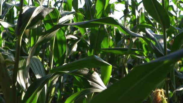 Sweetcorn crop growing in farmer field — Stock Video