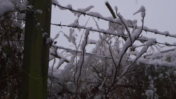 Jordbrukare staket på vintern när snön faller — Stockvideo