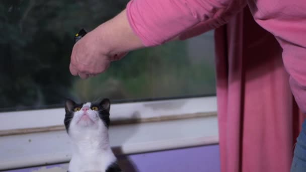 Lustige süße Katze bettelt um Futter von Besitzer — Stockvideo