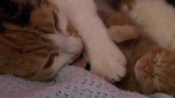 Piccolo gattino zenzero dorme coccole mamme zampa — Video Stock