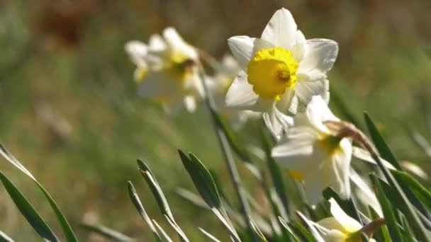 Narcisos a principios de primavera en el día ventoso — Vídeos de Stock