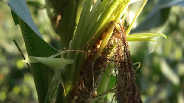 Cultivo maduro de maíz dulce podrido en el campo de los agricultores — Vídeos de Stock