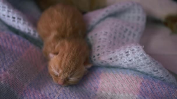 Tiny newborn kitten sleeps on a blanket — Stock Video