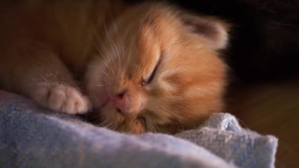 Очаровательный рыжий котенок спит на одеяле — стоковое видео