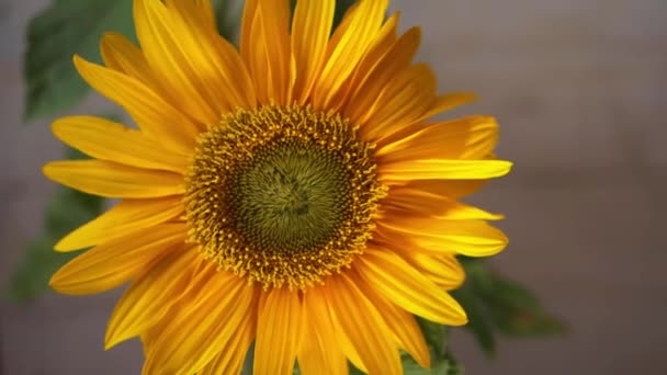 Gelbe Sonnenblume mit Blütenblättern im Wind — Stockvideo