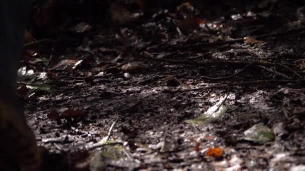 진흙탕으로 덮인 숲 속을 걷고 있는 발 — 비디오