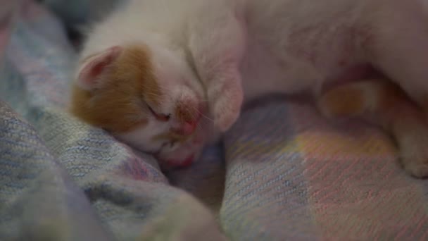 Очаровательный милый котенок спит на одеяле — стоковое видео