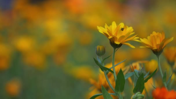 Včela se vznáší nad oranžové marigold květiny na pozadí bokeh — Stock video