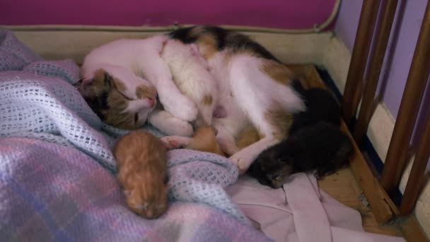 Máma kočka se čtyřmi novorozenými koťaty krmení — Stock video