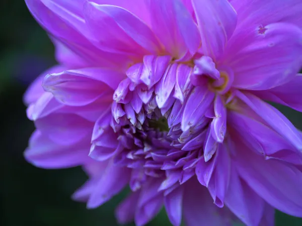 紫色のダリアの花の花弁が満開マクロ閉じる — ストック写真