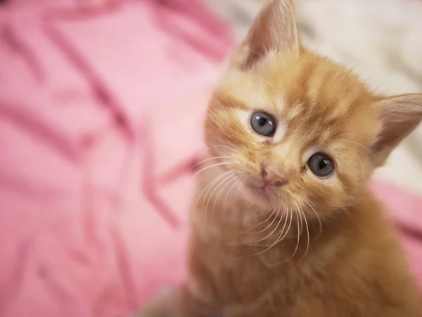 Lindo adorable juguetón bebé jengibre gatito retrato disparo — Foto de Stock