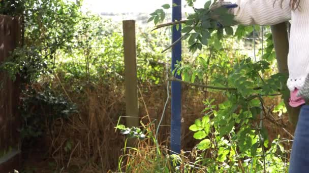 Vrouw snoeien en snoeien boomtakken in de zomer tuin — Stockvideo