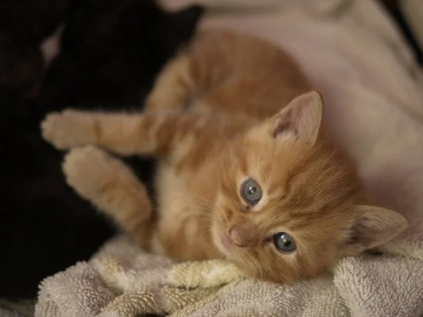 Mignon adorable jouet bébé gingembre chaton plan moyen — Photo