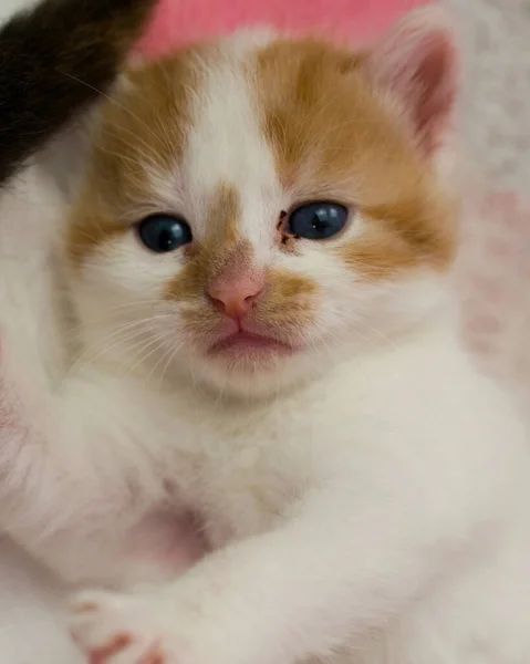 Adorable gingembre et chaton blanc regarde dans la caméra — Photo