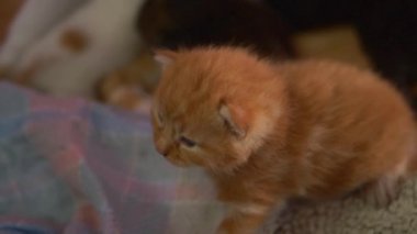 Sevimli kızıl kedi yavrusu keşfediyor 