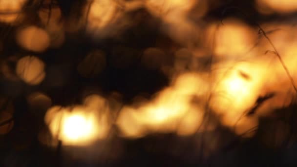 Magas fű arany de fókuszált naplemente háttér — Stock videók