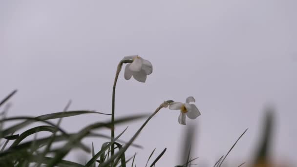Samotny biały żonkil przeciwko szaremu niebu — Wideo stockowe