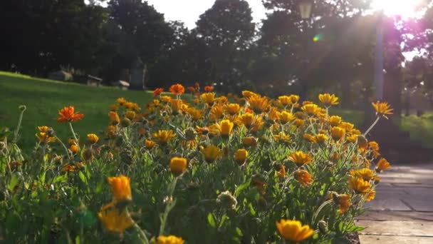 Sunshine rays on orange marigold flowers in summer — Stock Video