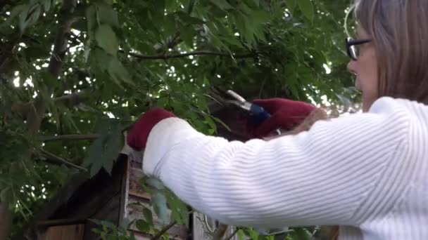 女性の剪定や木の枝を切断 — ストック動画